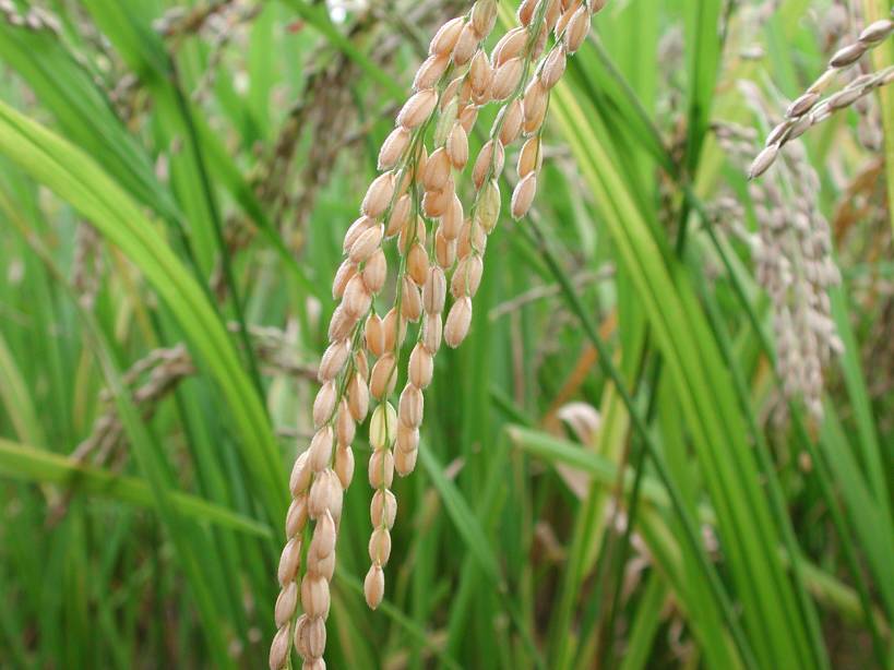 زراعة الأرز - مشروع زراعة الارز
