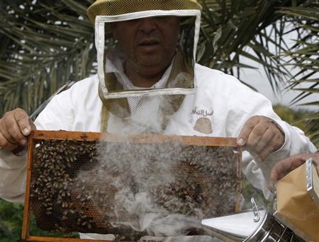 دراسة جدوي تربية النحل