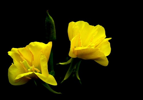 الأعشاب الطبية (زيت زهرة الربيع)
