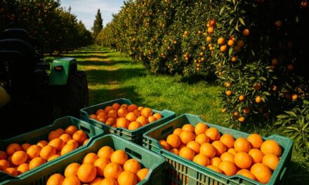 خطوات مشروع زراعة الموالح