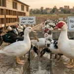 تفريخ البط المسكوفي