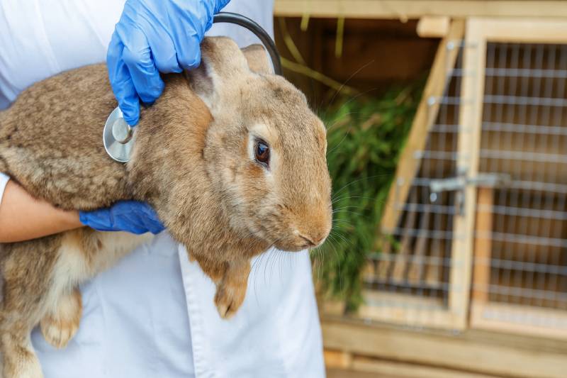 أمراض الأرانب البكتيرية