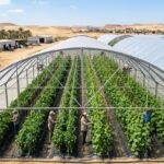 دراسة جدوى الصوب الزراعية: دليلك العملي الشامل لعام 2026 من التكاليف حتى الأرباح